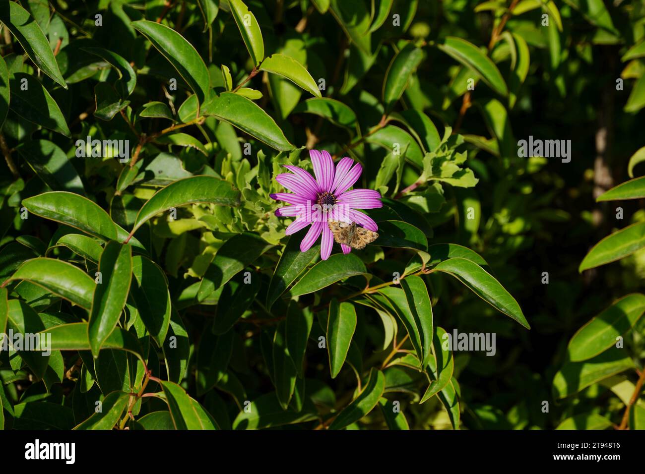 Dimorphotheca, ou Osteospermum ecklonis fleur de Marguerite rose et un papillon brun Banque D'Images Dimorphotheca, ou Osteospermum ecklonis fleur de Marguerite rose et un papillon brun Banque D'Images