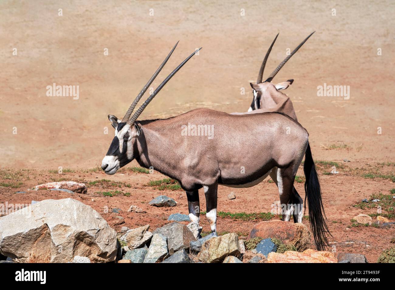 Gemsbok, ou oryx sud-africain (Oryx gazella), une grande antilope endémique aux régions sèches et arides du Botswana, de Namibie, d'Afrique du Sud, et connue FO Banque D'Images