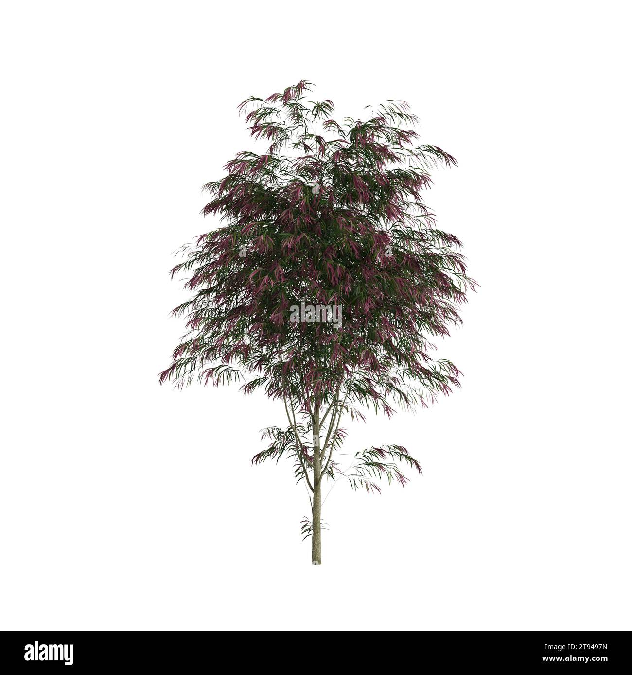 Illustration 3d de l'arbre Agonis flexuosa isolé sur fond blanc Banque D'Images