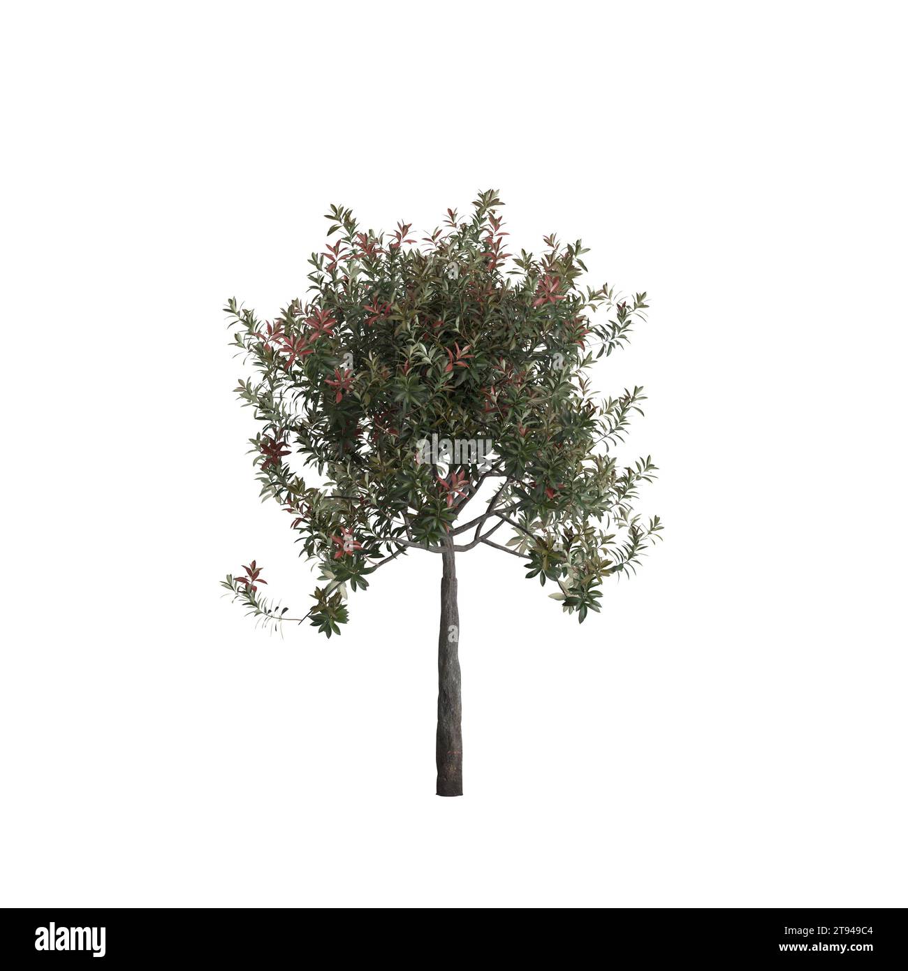 Illustration 3d de l'arbre Eriobotrya Japonica isolé sur fond blanc Banque D'Images