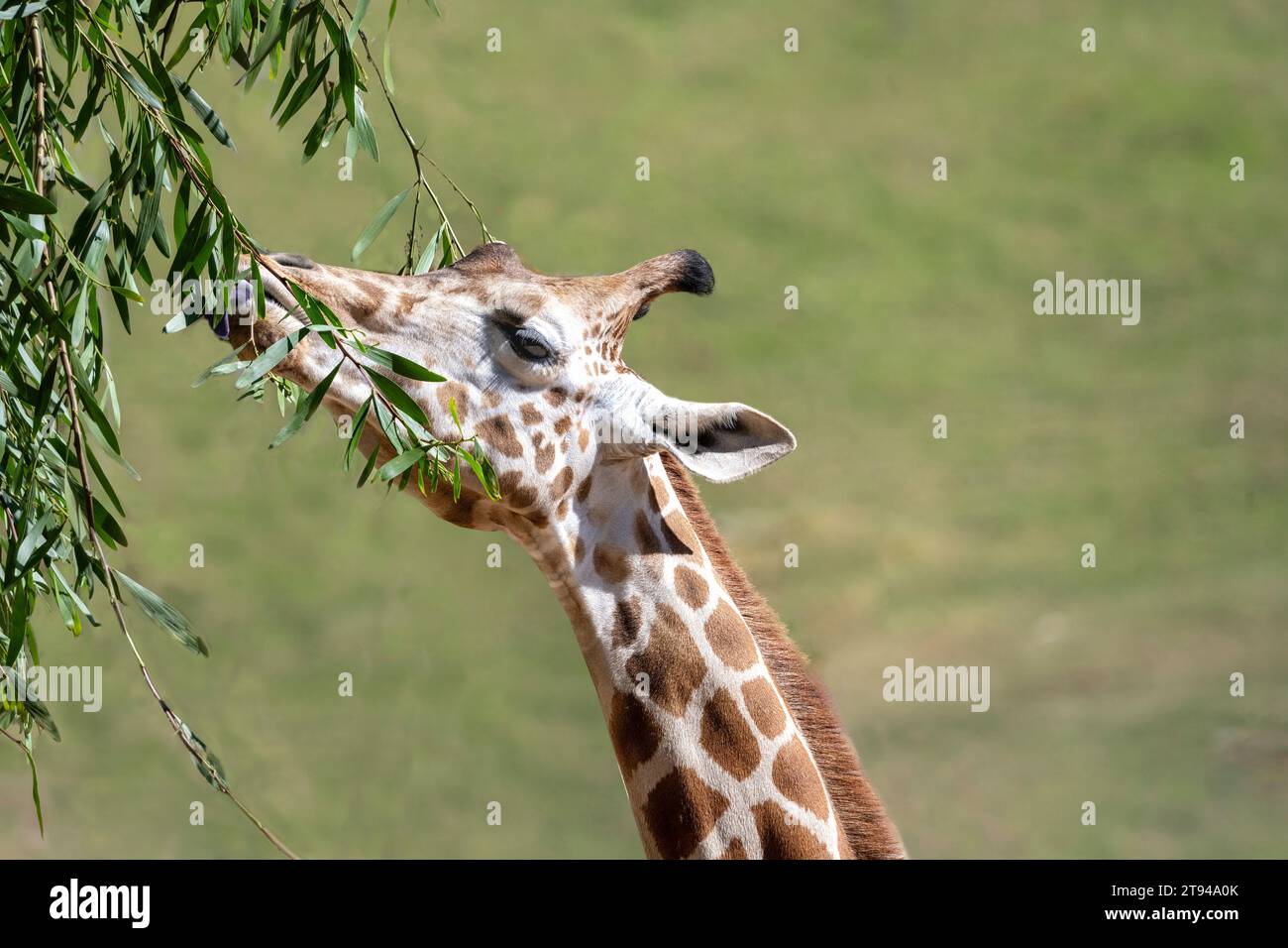 Girafe mangeant des feuilles vertes, animal africain au long cou. Fond bokeh flou. Espace de copie. Banque D'Images