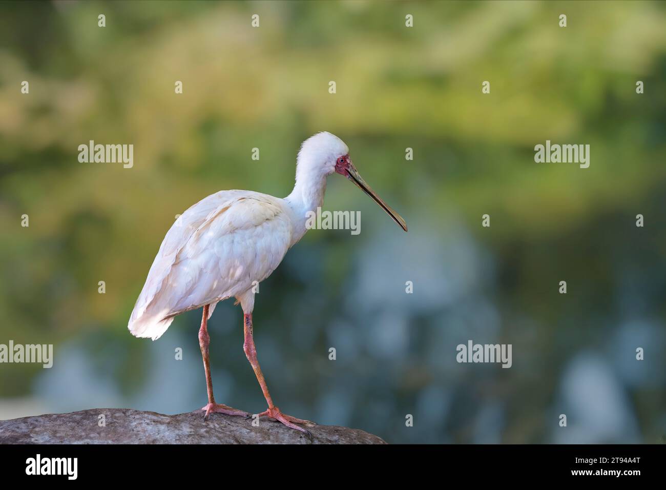 Oiseau africain platalea alba Spoonbill debout sur un rocher, isolé contre l'eau bleu vert. Banque D'Images