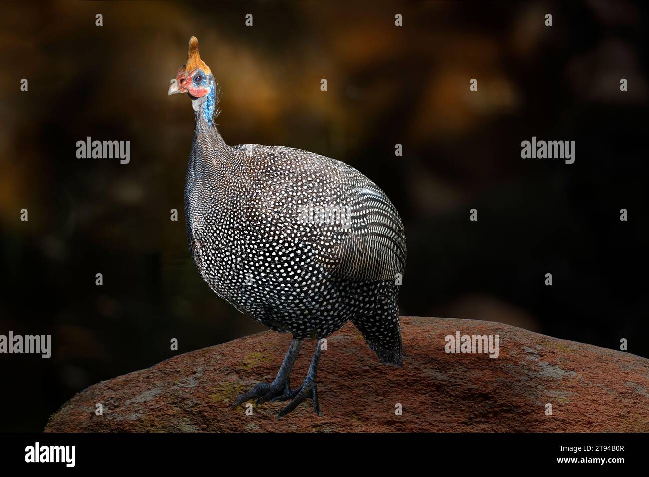 Pintade (numida meleagris) debout sur un rocher. Un grand oiseau au plumage noir gris tacheté de blanc. Elle est terrestre et sujette à r Banque D'Images