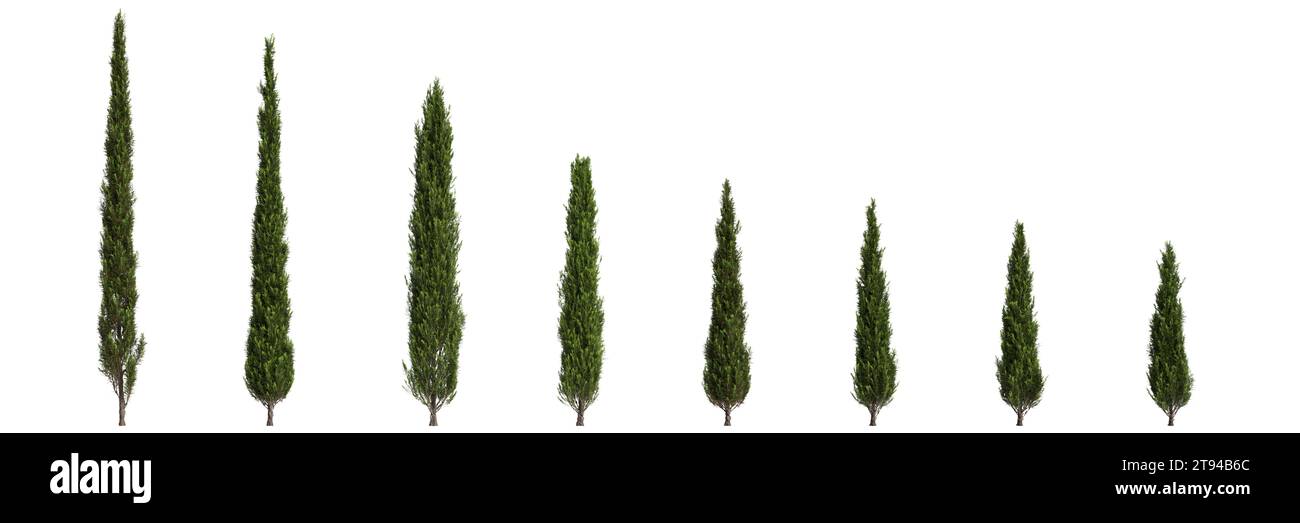 Illustration 3d de l'ensemble Cupressus sempervirens arbre isolé fond blanc Banque D'Images