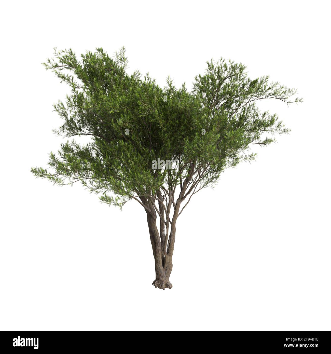 Illustration 3d de l'arbre Cupressus sempervirens isolé fond blanc Banque D'Images