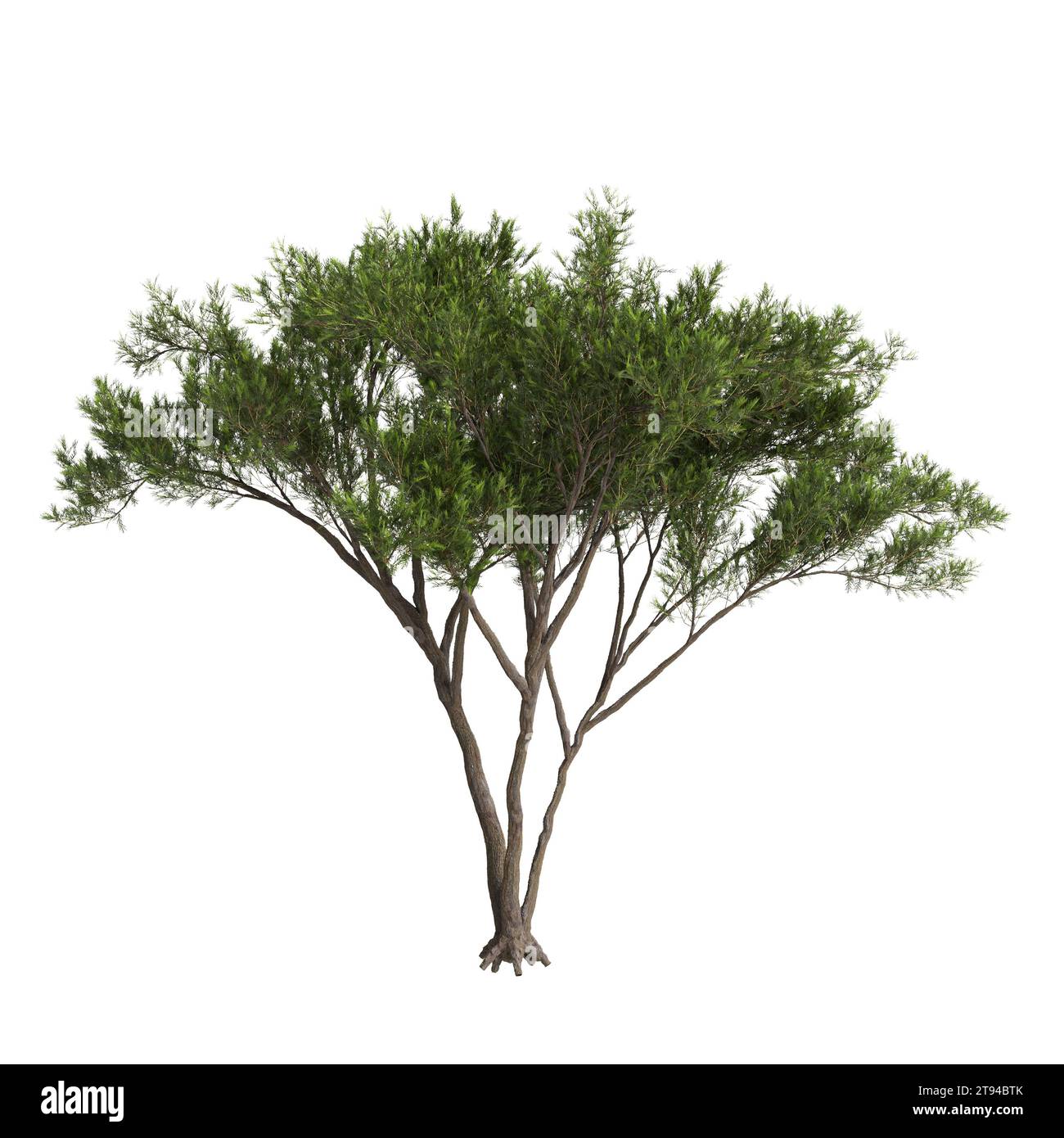 Illustration 3d de l'arbre Cupressus sempervirens isolé fond blanc Banque D'Images