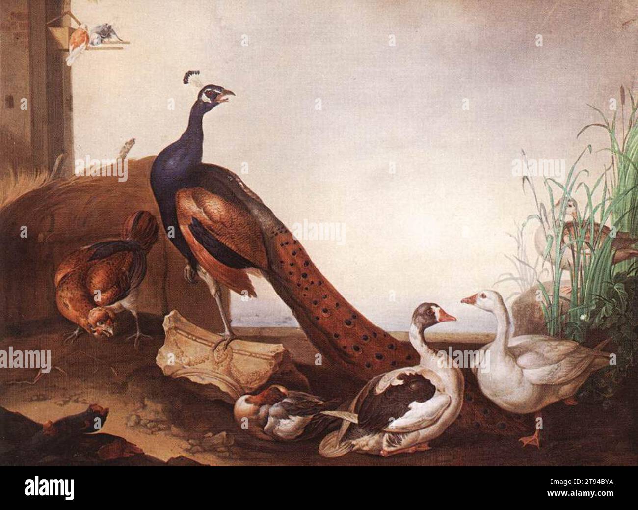 Paon avec oies et poule - par Jakab Bogdany Banque D'Images
