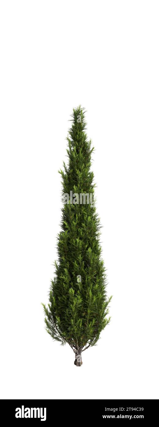 Illustration 3d de l'arbre Cupressus sempervirens isolé fond blanc Banque D'Images