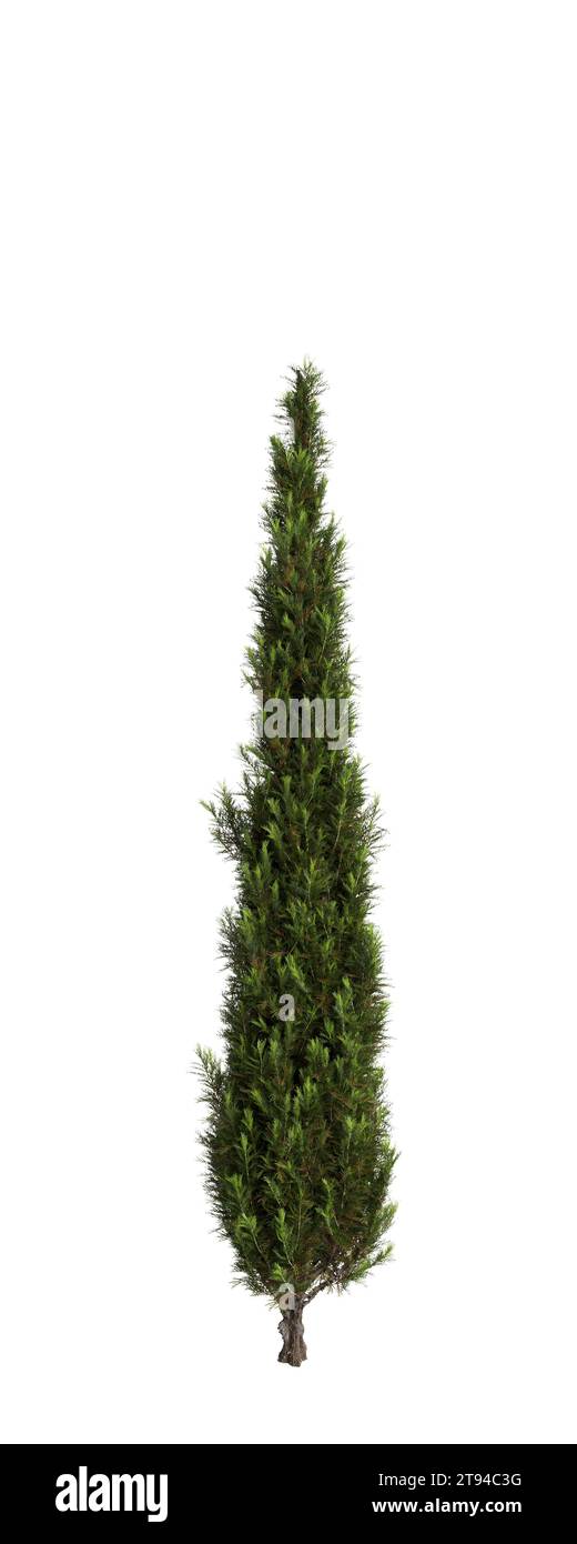 Illustration 3d de l'arbre Cupressus sempervirens isolé fond blanc Banque D'Images