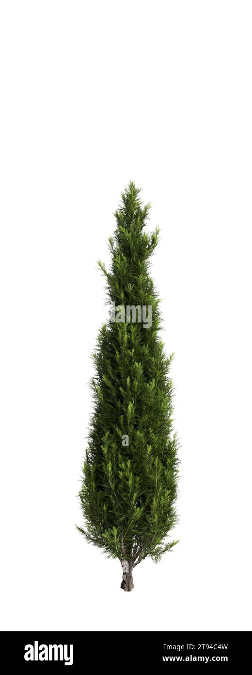 Illustration 3d de l'arbre Cupressus sempervirens isolé fond blanc Banque D'Images
