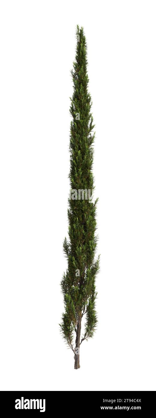 Illustration 3d de l'arbre Cupressus sempervirens isolé fond blanc Banque D'Images
