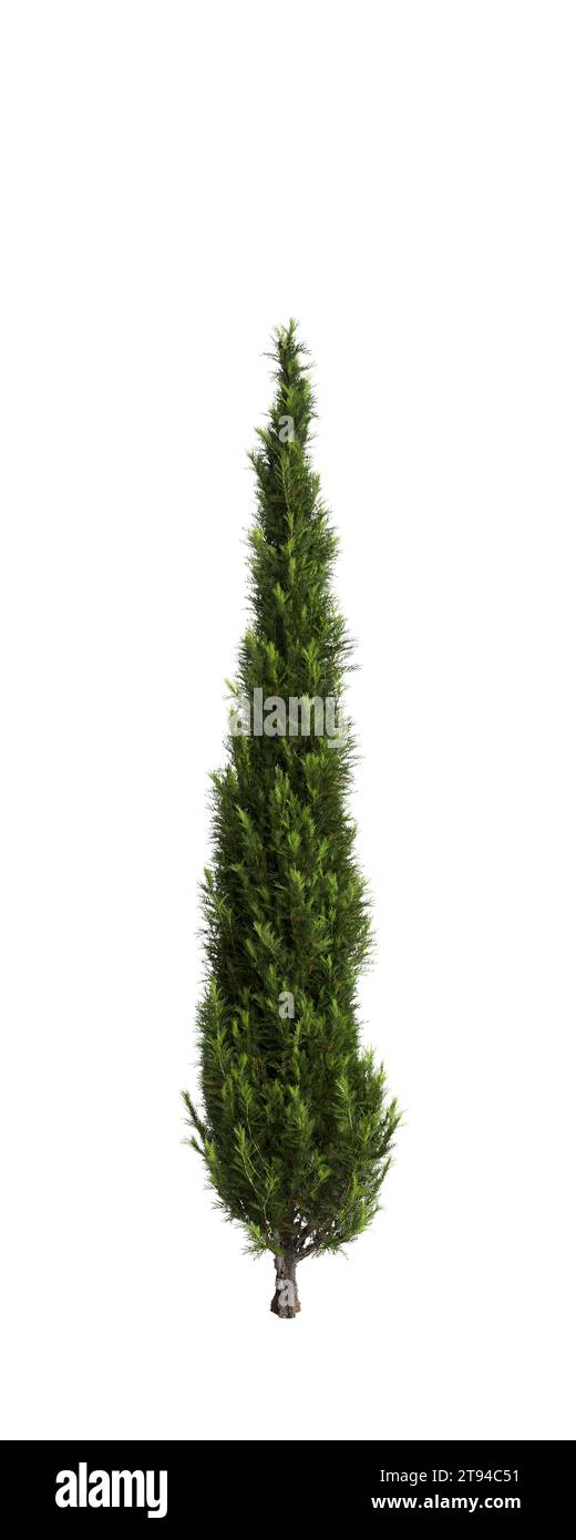 Illustration 3d de l'arbre Cupressus sempervirens isolé fond blanc Banque D'Images