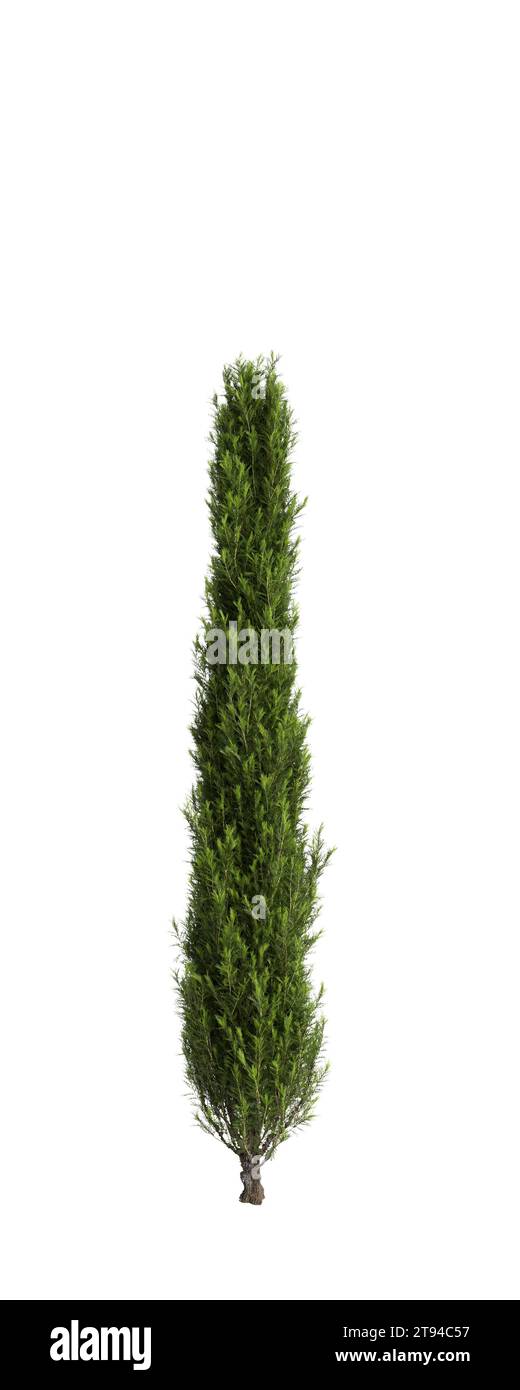 Illustration 3d de l'arbre Cupressus sempervirens isolé fond blanc Banque D'Images