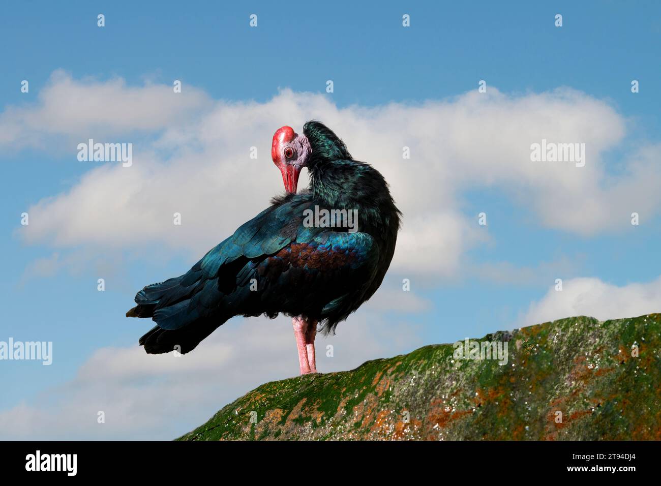 Condor de Californie (Gymnogyps californianus) debout sur un rocher, le plus grand oiseau terrestre volant en Amérique du Nord Banque D'Images