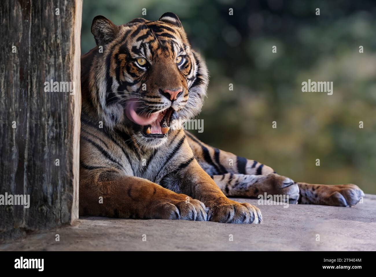 Tigre mâle (Panthera leo) couché avec la langue sortie et la bouche ouverte. Banque D'Images