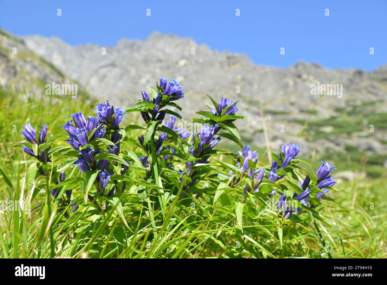 Fleurs saule gentiane (Gentiana asclepiadea) dans la vallée de Mala studena, Vysoke Tatry (Hautes Tatras), Slovaquie. Banque D'Images