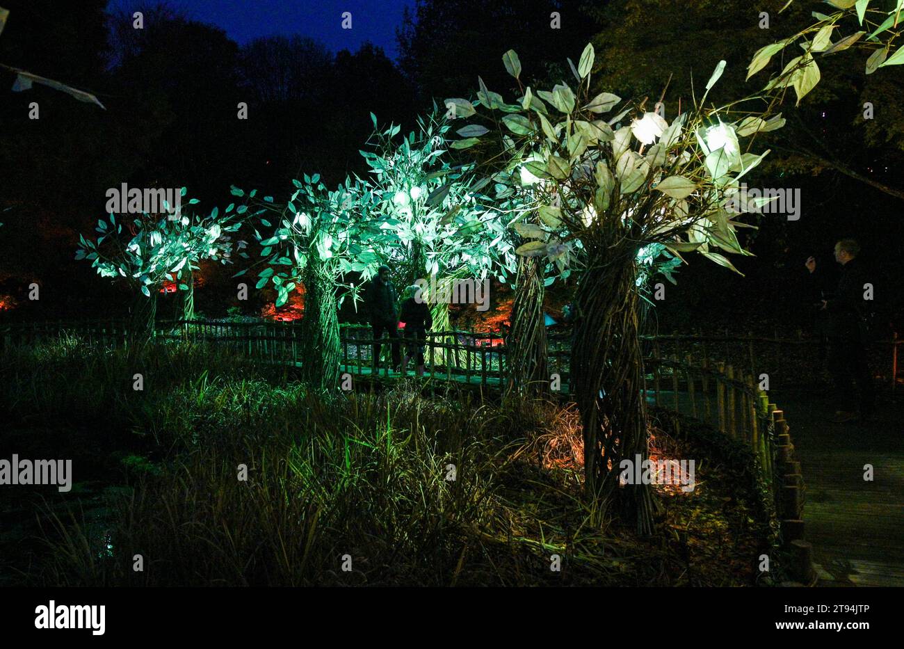 Haywards Heath Royaume-Uni 22 novembre 2023 - les visiteurs profitent de la soirée d'ouverture au sentier de lanterne sauvage de Kew Wakehurst Glow ce soir. Ce thème yearÕs invite les visiteurs à réfléchir sur les moments impressionnants du monde naturel alors que le sentier célèbre son dixième anniversaire avec plus de 1000 lanternes artisanales le long du parcours d'un mile : Credit Simon Dack / Alamy Live News Banque D'Images