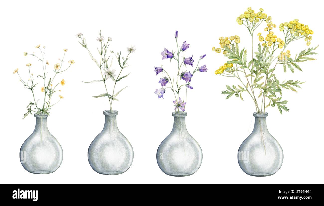 Illustration botanique aquarelle sur fond blanc isolé. Clipart de fleurs de prairie et de forêt dans un vase en verre. Fleurs jaunes des champs - commun Banque D'Images