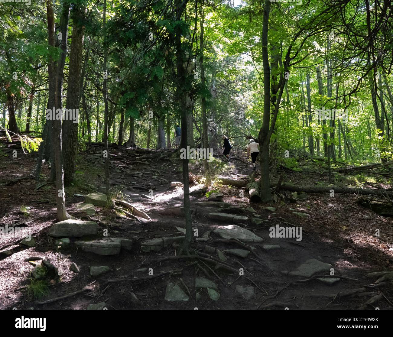 Sentier de randonnée en forêt sur les rochers et les racines à travers une forêt isolée avec des ombres sur le sol. Banque D'Images