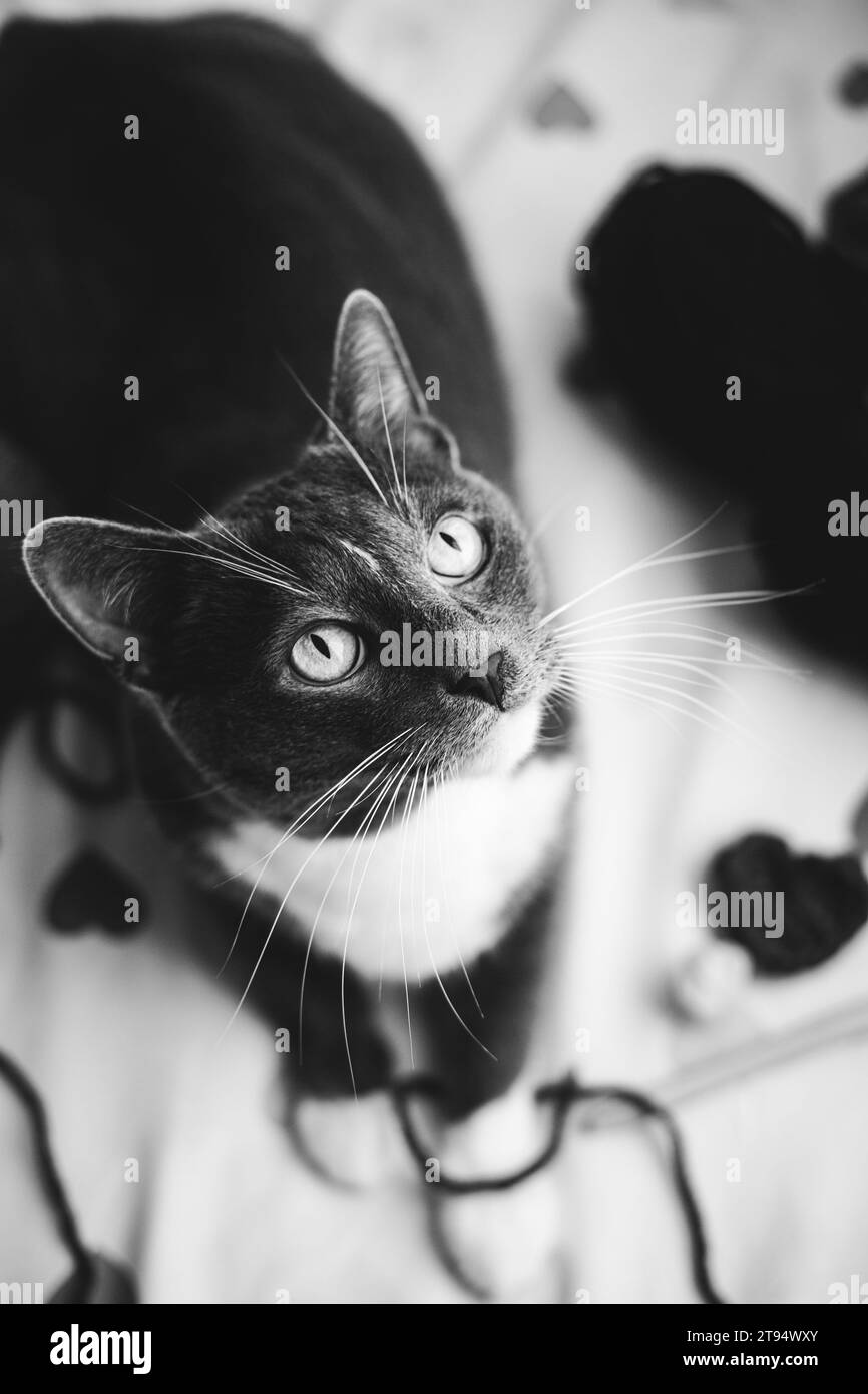 Une photo en noir et blanc d'un beau chat domestique allongé sur un lit parmi des écheveaux de laine et de fil. L'animal jouait avec du fil. Banque D'Images