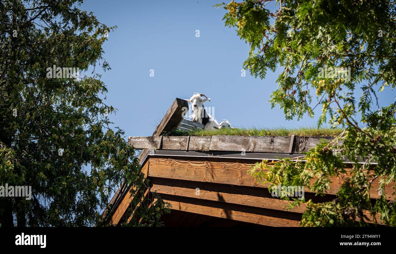 Chèvres reposant sur un toit d'herbe de chaume d'un bâtiment, par une journée ensoleillée avec un ciel bleu. Banque D'Images