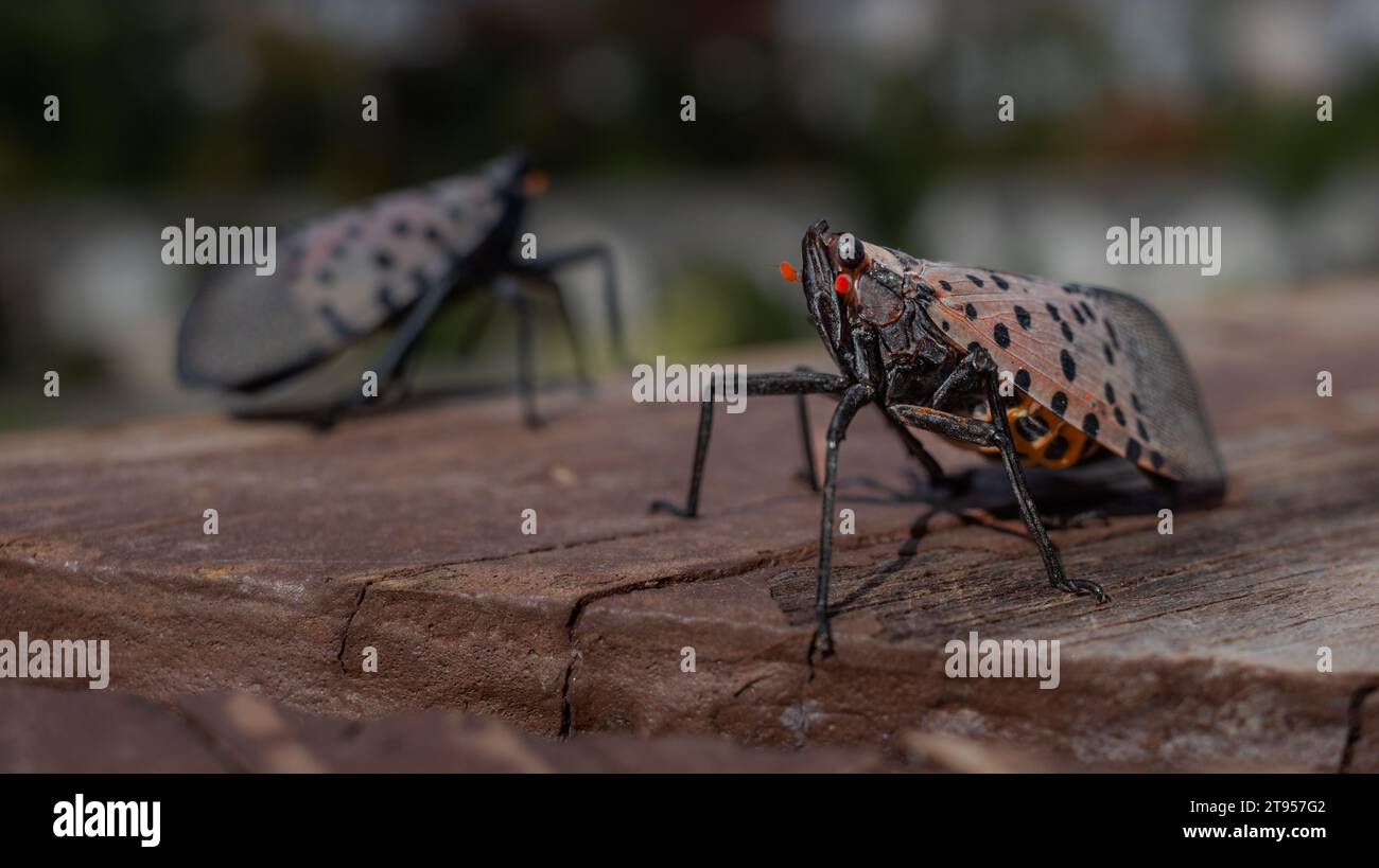 Un gros plan révèle les détails complexes d’une mouche lanterne, Lycorma delicatula, perchée délicatement sur une surface en bois contre un backgro légèrement flou Banque D'Images