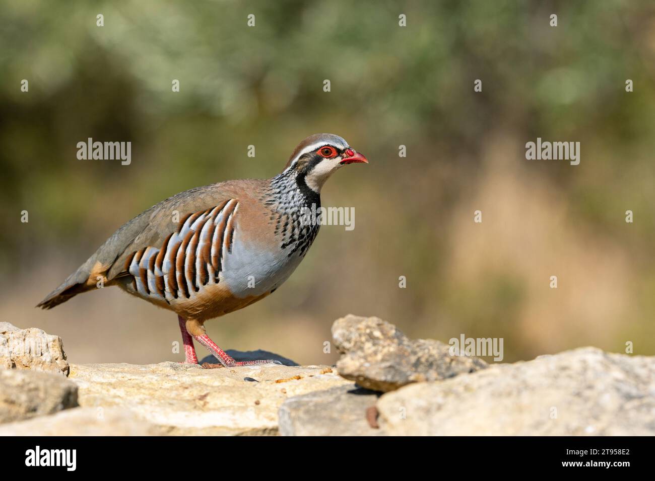 Perdrix à pattes rouges (Alectoris rufa), marchant sur un mur, Espagne, Losa del Obispo Banque D'Images