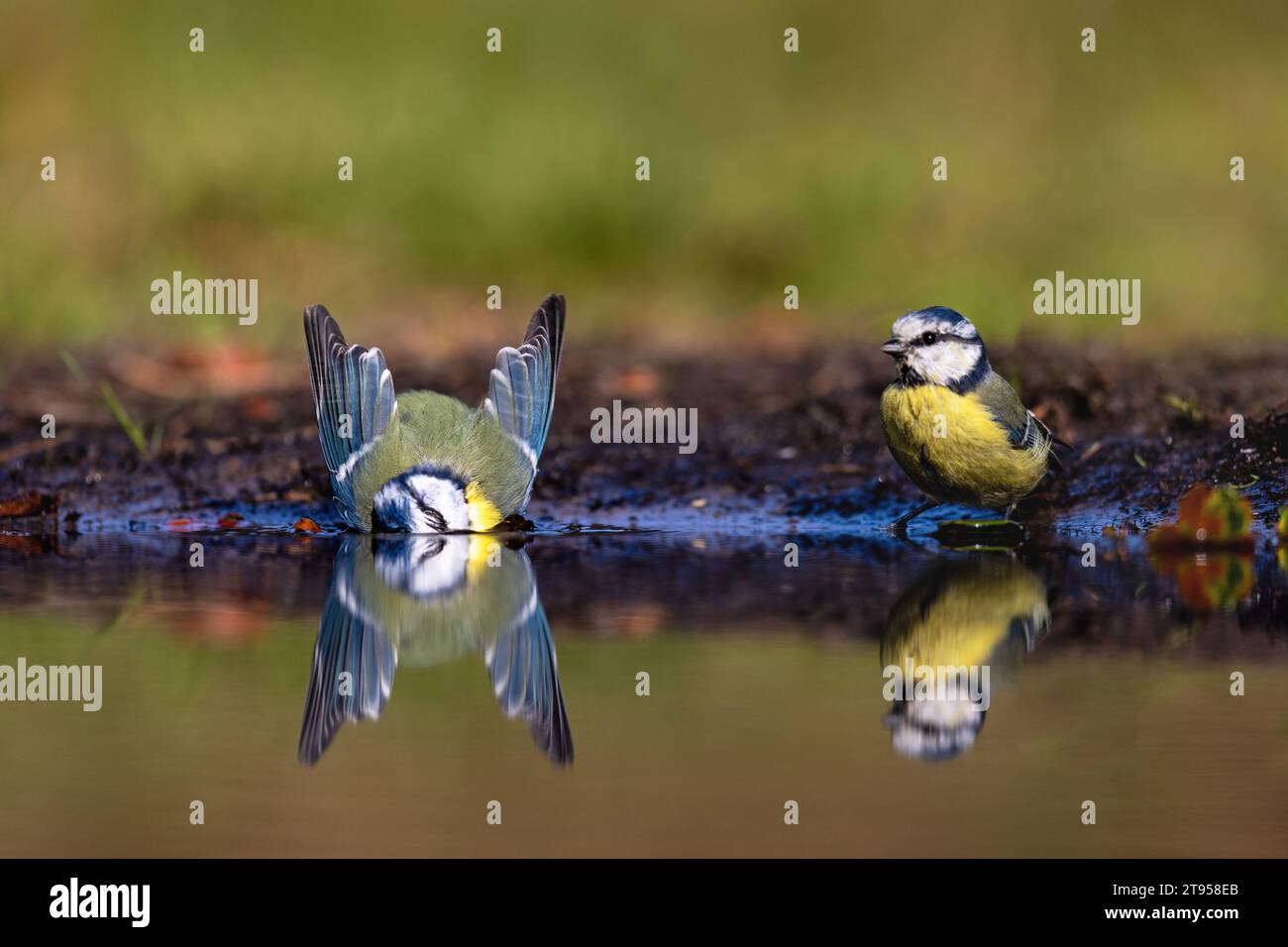 Blue tit (Parus caeruleus, Cyanistes caeruleus), deux seins bleus baignant dans un lieu d'eau dans la forêt, pays-Bas, Overijssel Banque D'Images