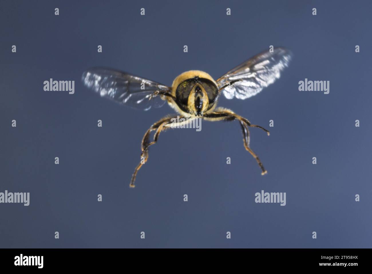 Drone fly (Eristalis tenax), femelle en vol, Allemagne Banque D'Images