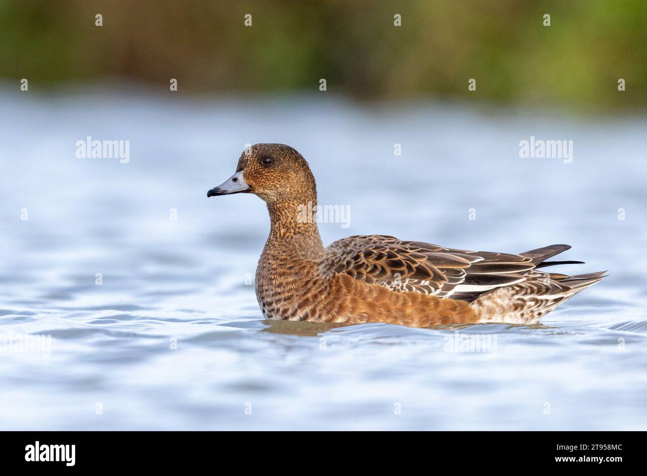 Wigeon européen (Anas penelope, Mareca penelope), nageuse en plumage éclipse, pays-Bas, Frise, Bolsward Banque D'Images