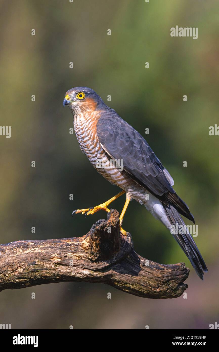 Faucon du Moineau du nord (Accipiter nisus), mâle assis sur un arbre mort, pays-Bas, Overijssel Banque D'Images