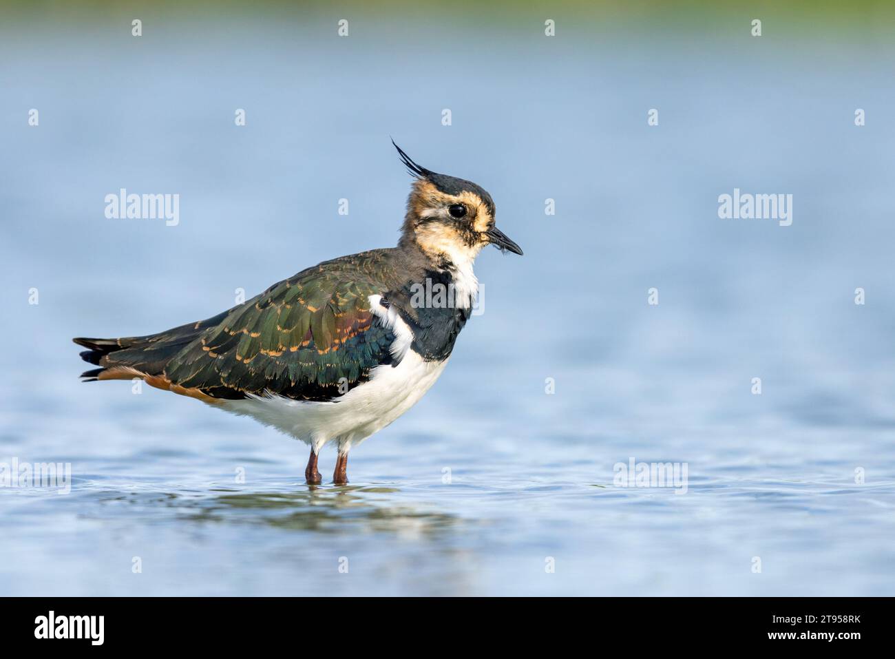 lapwing du nord, peewit, pewit, tuit, tewit, Pluvier vert, pyewipe (Vanellus vanellus), debout en plumage éclipse en eau peu profonde, vue de côté, Banque D'Images