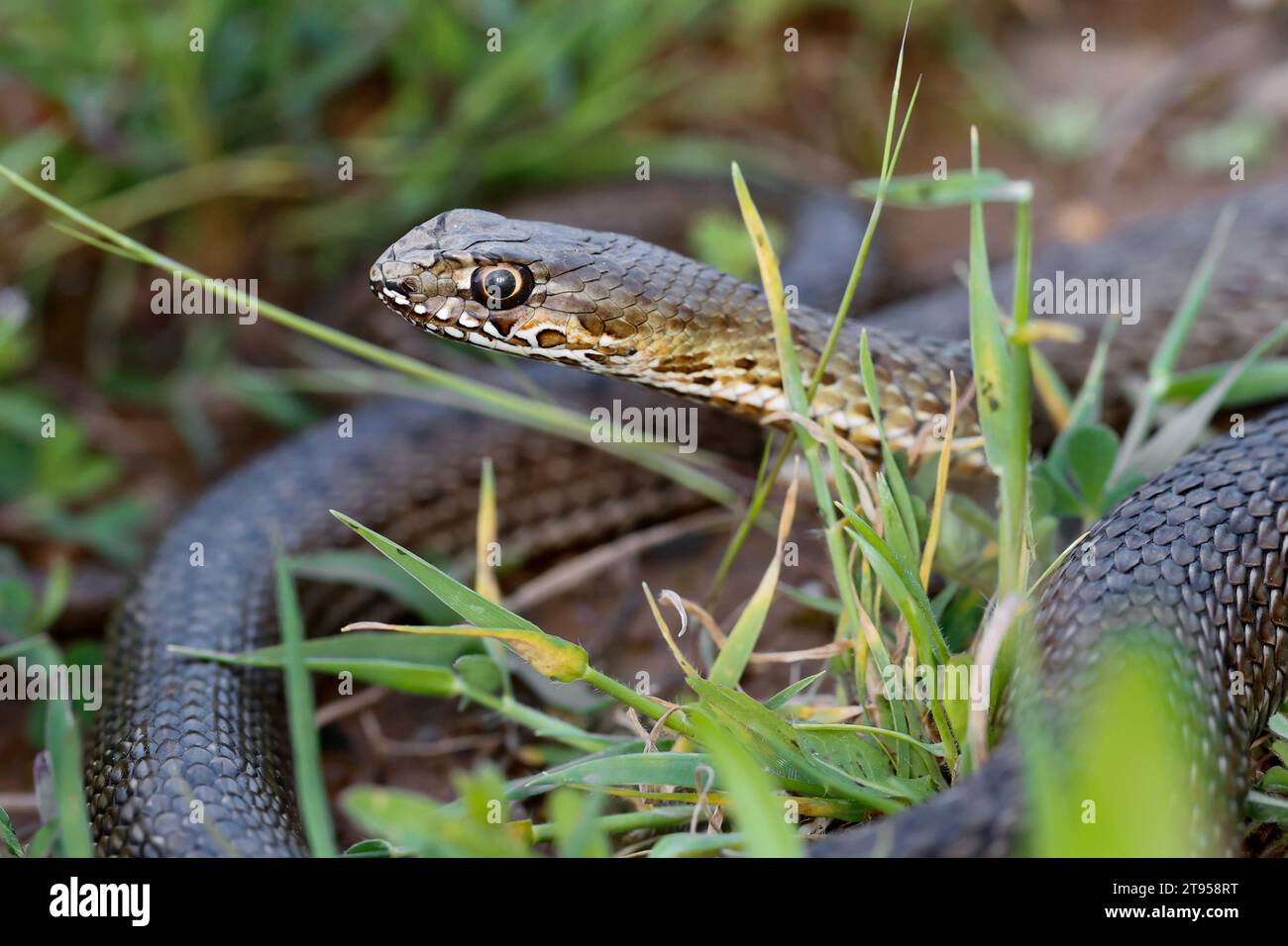 Serpent de Montpellier (Malpolon monspessulanus insignitus, Malpolon insignitus), portrait au sol, vue de côté, Croatie Banque D'Images