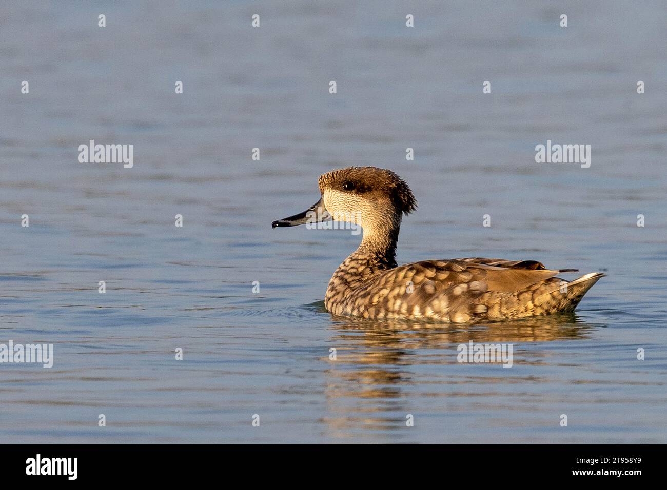 Sarcelle marbrée, canard marbré (Marmaronetta angustirostris), baignade mâle, Espagne, Naturpark El Hondo Banque D'Images