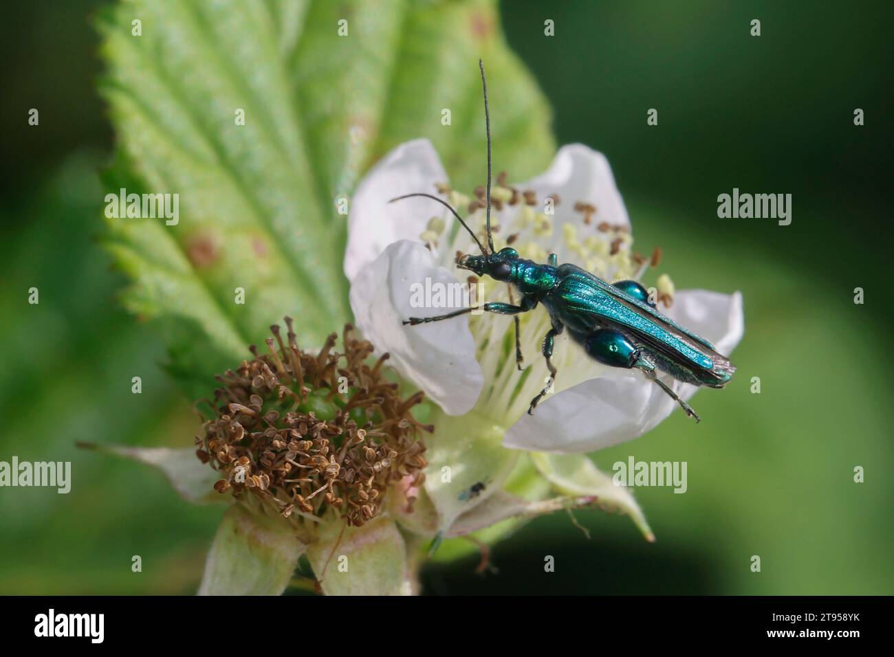 Faux coléoptère, coléoptère floral à pattes épaisses, coléoptère gonflé (Oedemera nobilis), fréquentation des fleurs de mûrier, vue latérale, Allemagne Banque D'Images