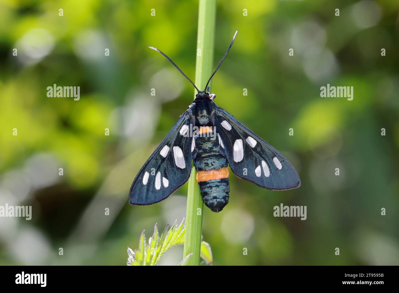 burnet à ceinture jaune (Syntomis phegea, Amata phegea), vue de dessus, Croatie Banque D'Images