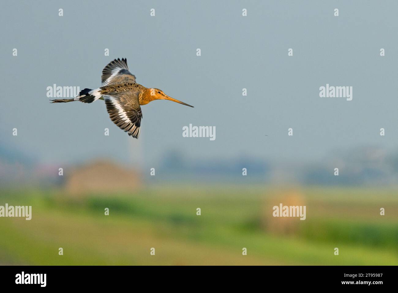 Godwit à queue noire (Limosa limosa), en vol, pays-Bas, Workum Banque D'Images