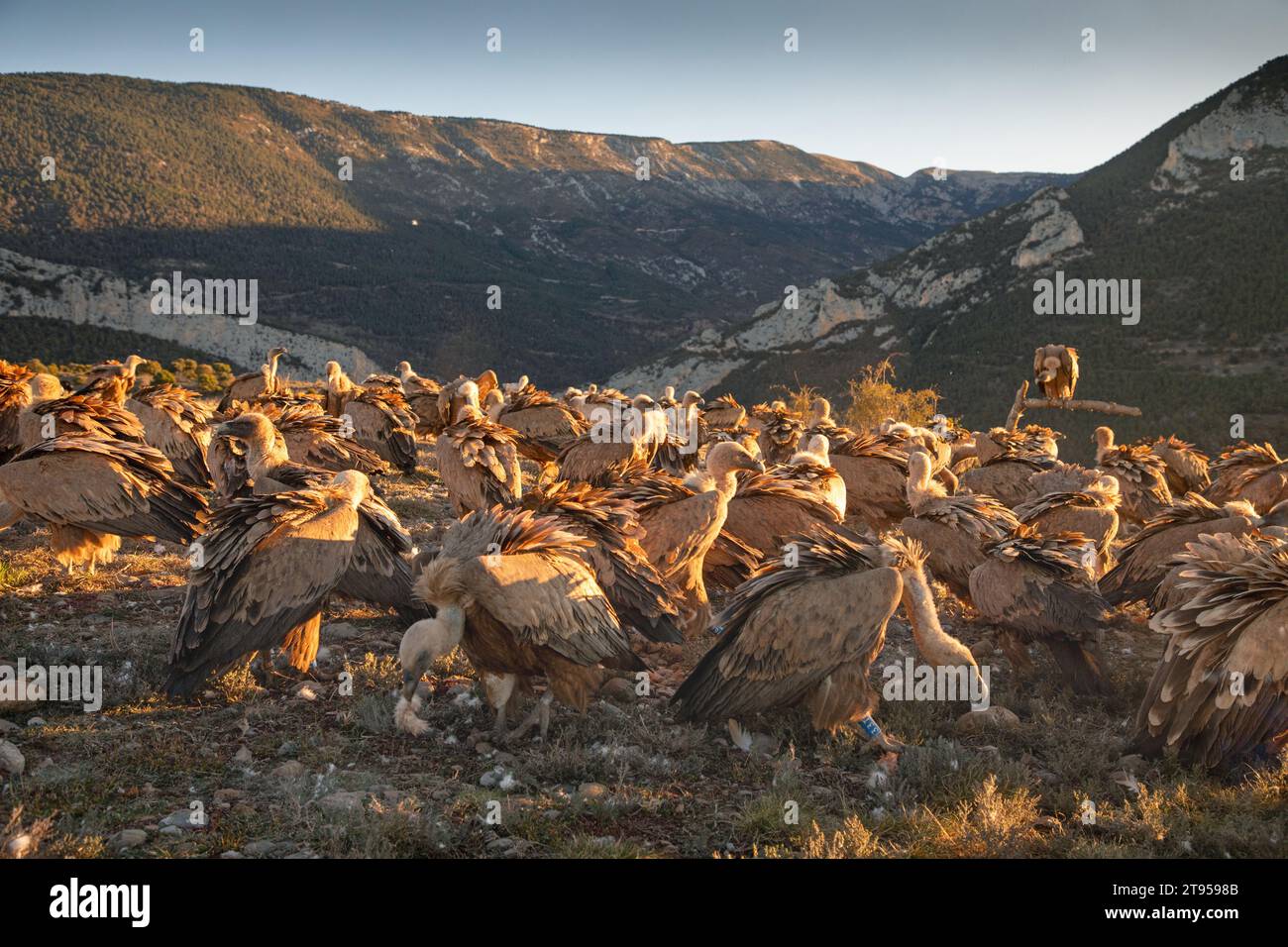 Vautour de griffon, vautour de griffon eurasien (Gyps fulvus), grande troupe à la recherche de résidus de nourriture au lieu d'appât, Espagne, Estrémadure, Sierra de San Banque D'Images