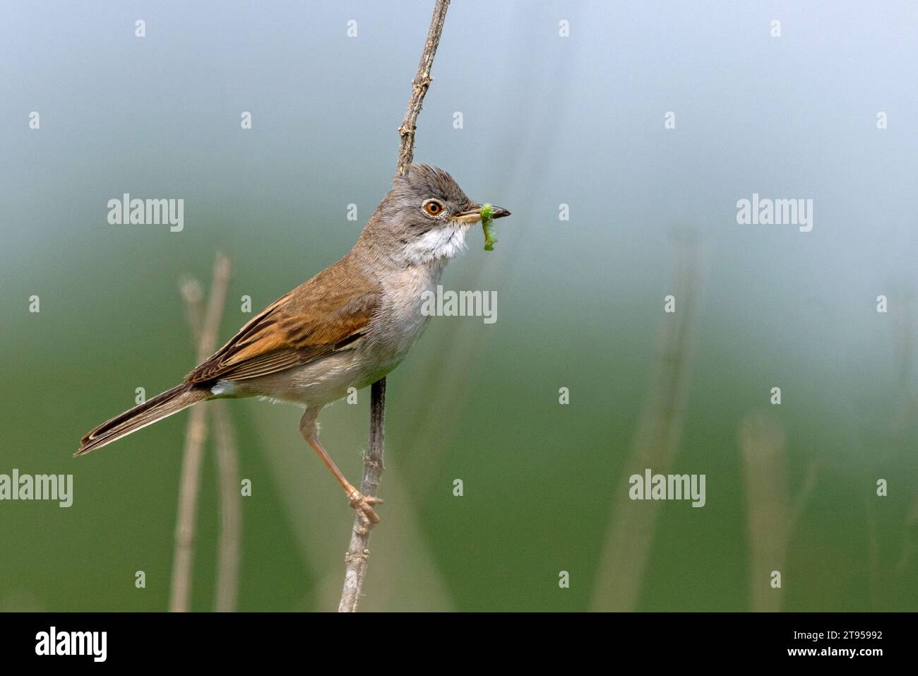 White throat, Greater whithroat, whithroat commun (Sylvia communis, Curruca communis), mâle perchant sur une tige de plante avec une chenille dans le Banque D'Images