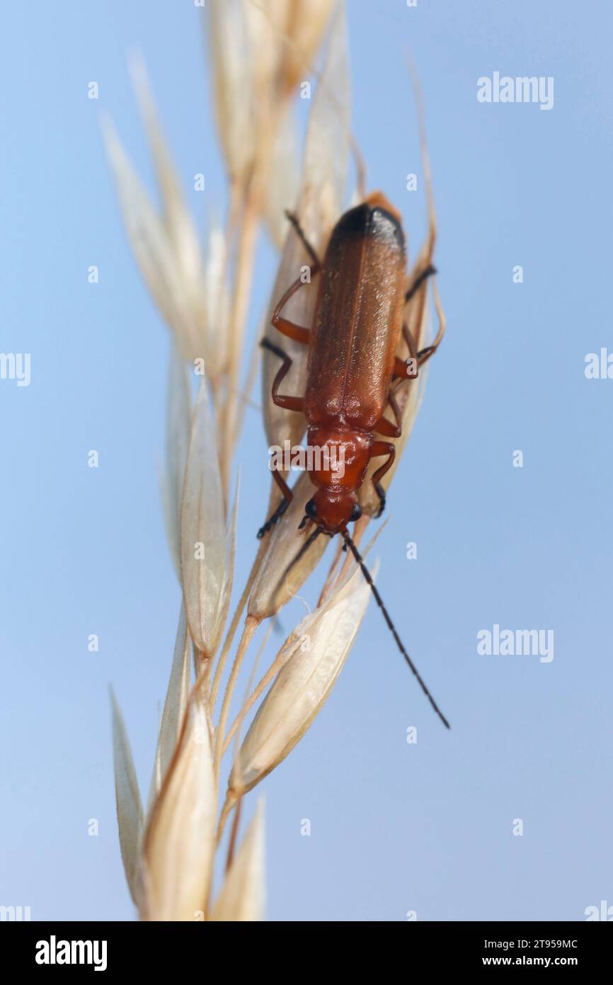 Bécile de soldat rouge commun, coléoptère sangsue, coléoptère de la marmite (Rhagonycha fulva), assis sur un épillet, Allemagne Banque D'Images