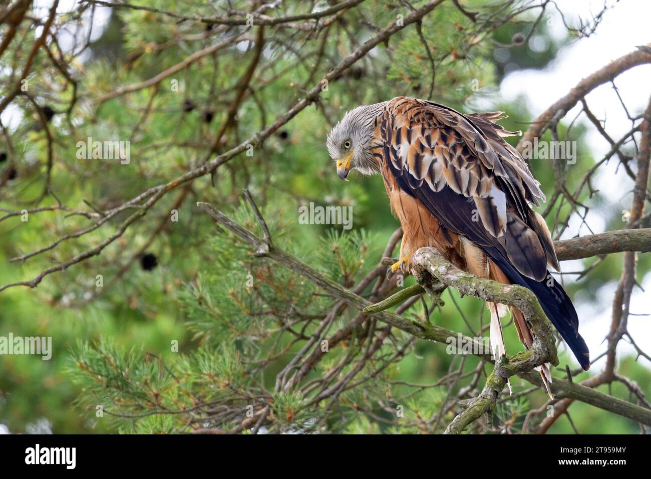 Cerf-volant rouge (Milvus milvus), assis sur un pin, Suède, Oeland Banque D'Images
