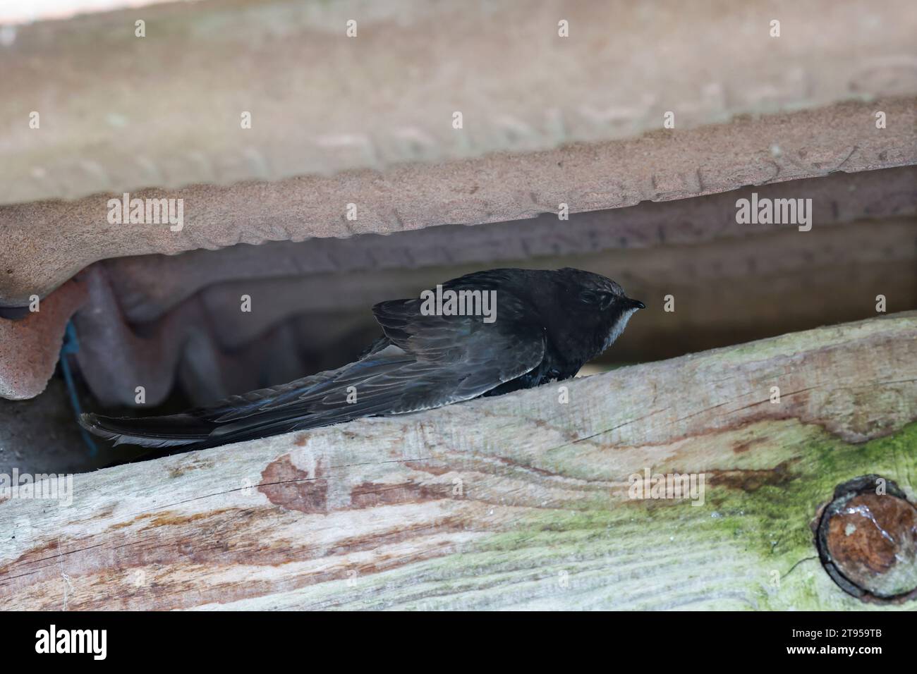 Rapide eurasien (Apus apus), perché sur une poutre de bois sous un toit, vue latérale, Allemagne Banque D'Images