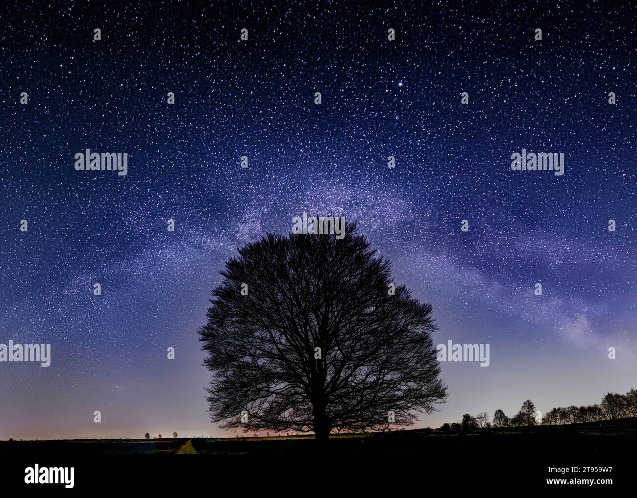 Galaxie incluant la voie lactée sur un hêtre à Edese Heide la nuit, pays-Bas, Gueldre, Edese Heide Banque D'Images