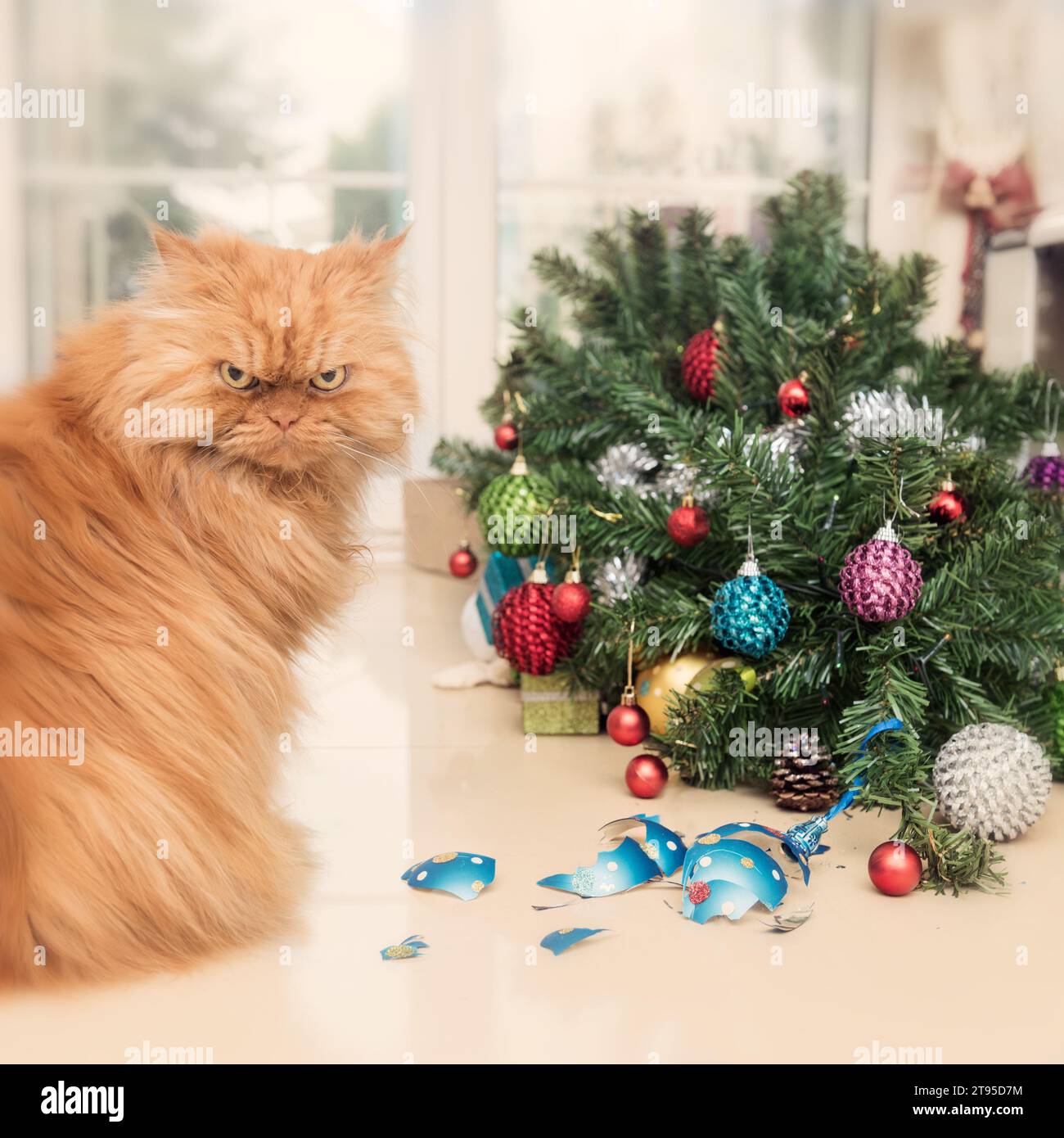 Un chat persan espiègle au gingembre est assis à côté d'un arbre de Noël tombé et d'ornements brisés, mettant en valeur un désastre humoristique des fêtes, Banque D'Images