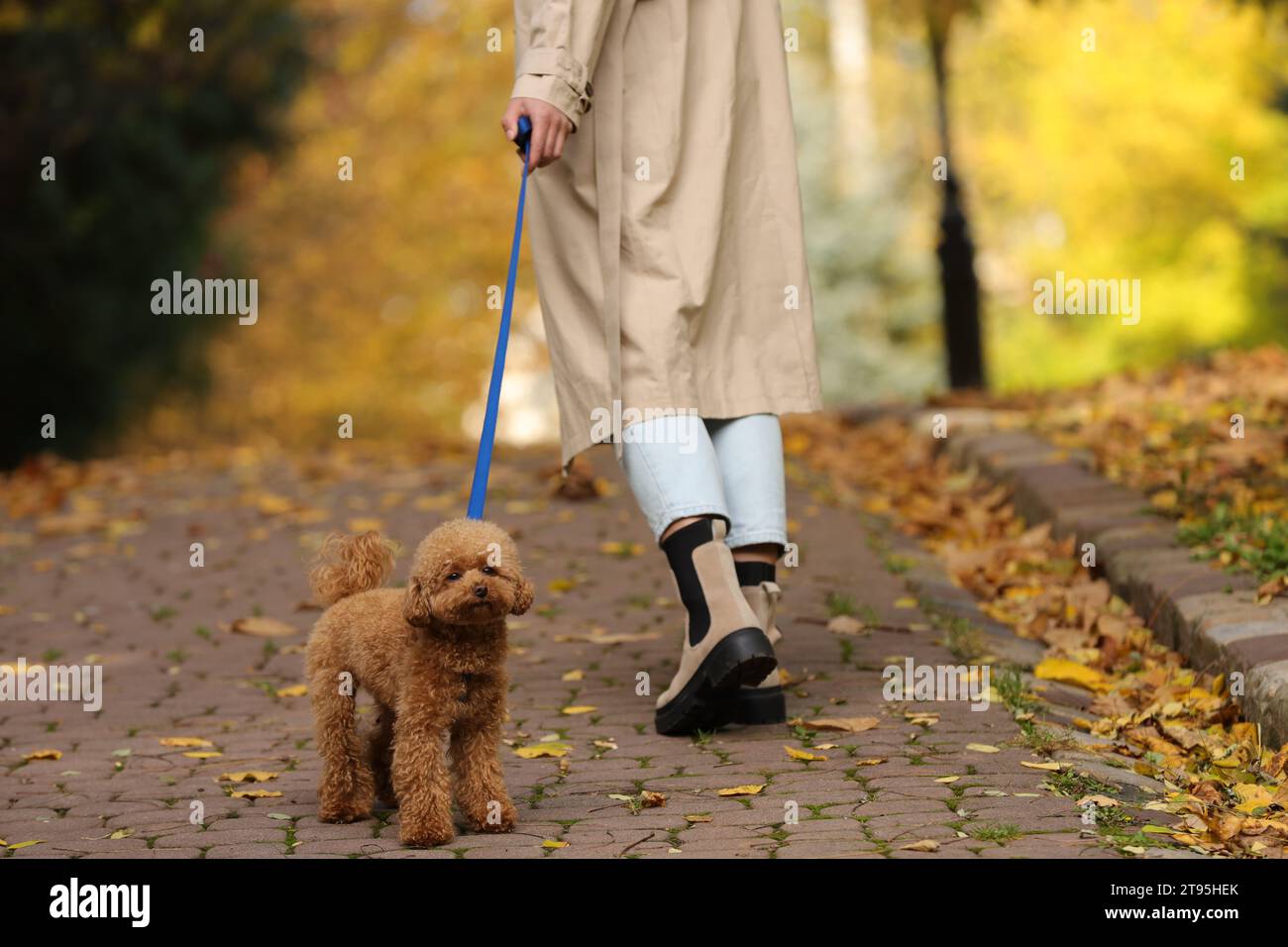 Femme avec chien mignon Maltipoo en laisse marchant dans le parc d'automne, closeup Banque D'Images