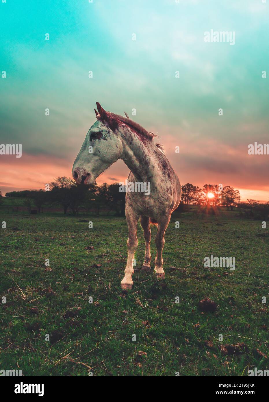 portrait de cheval blanc au coucher du soleil Banque D'Images