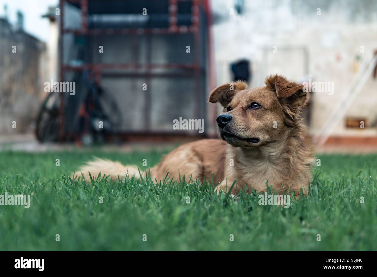 portrait d'un beau chien Banque D'Images