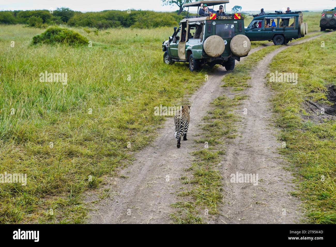 Maasai Mara, Kenya, 23-décembre-2020 - les touristes se retrouvent face à face avec un léopard sur les sentiers de safari dans la réserve faunique Maasai Mara, au Kenya Banque D'Images