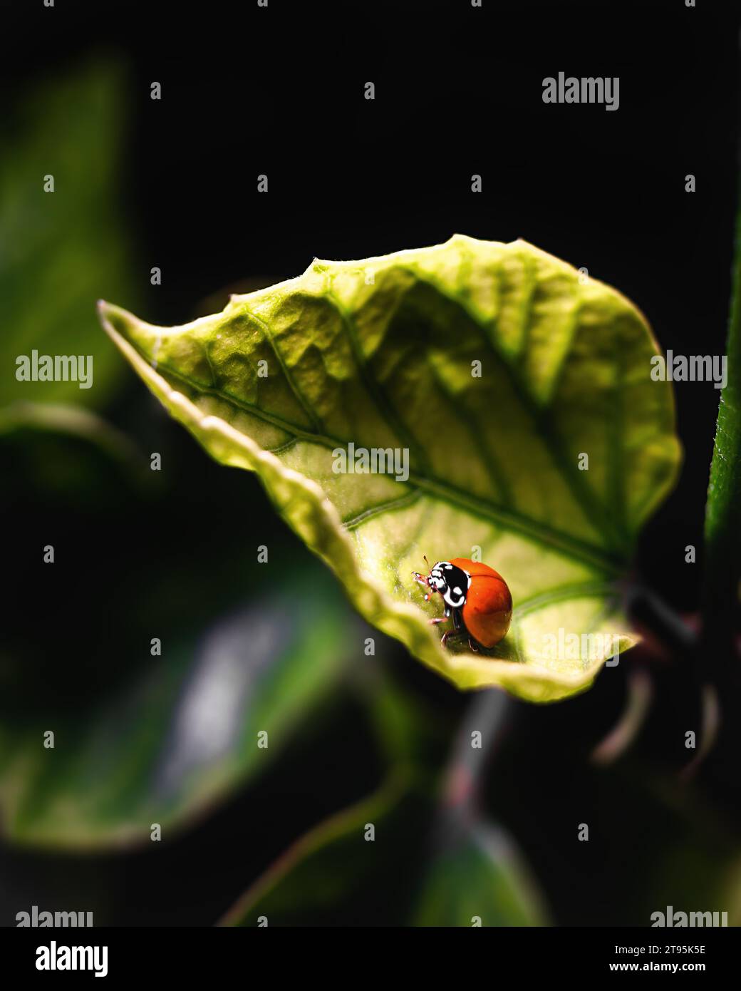 coccinelle sur une petite feuille verte Banque D'Images