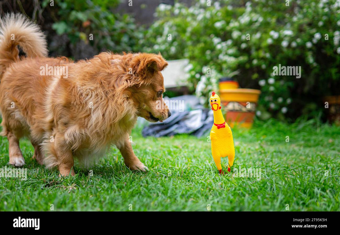 photo de chien jouant avec un poulet en caoutchouc Banque D'Images